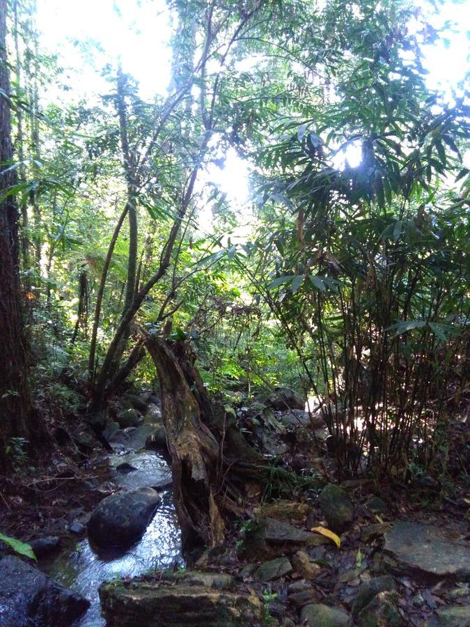 Sinharaja Forest Sanctuary Deniyaya Exterior photo