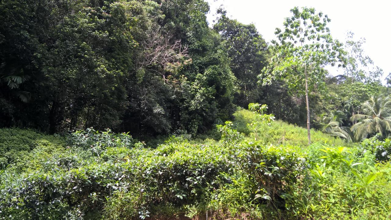 Sinharaja Forest Sanctuary Deniyaya Exterior photo