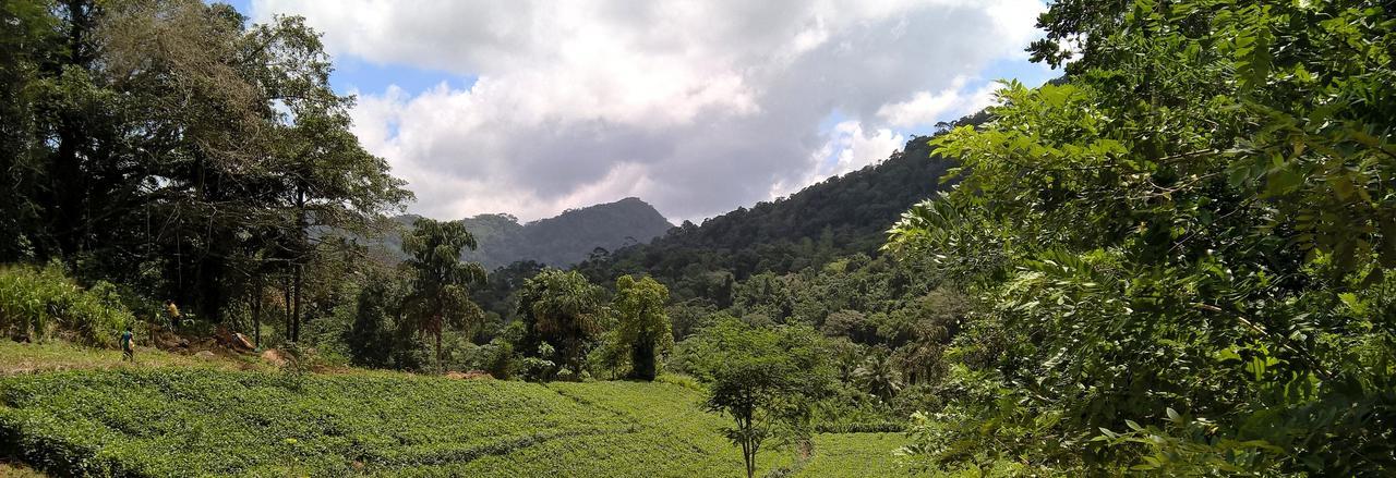Sinharaja Forest Sanctuary Deniyaya Exterior photo
