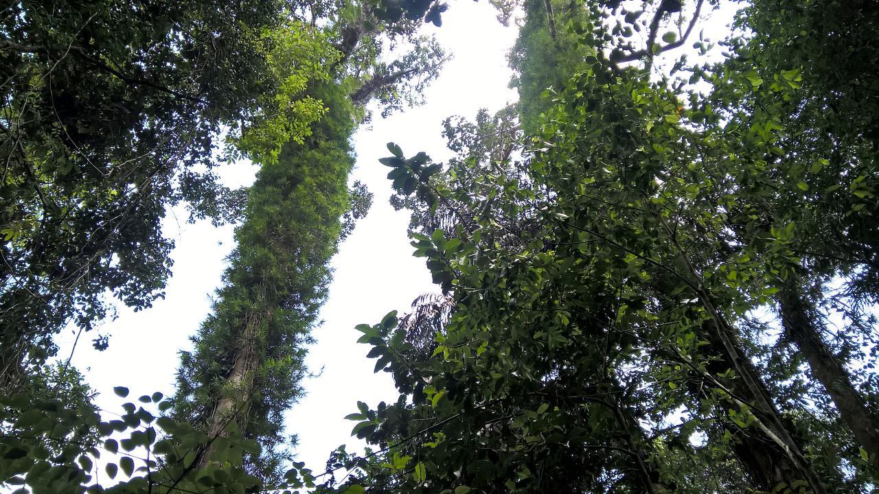 Sinharaja Forest Sanctuary Deniyaya Exterior photo